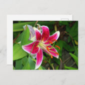 Pink Oriental Stargazer Lily Briefkaart (Voorkant / Achterkant)