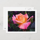 Pink Peach and Yellow Rose postcard Briefkaart (Voorkant / Achterkant)