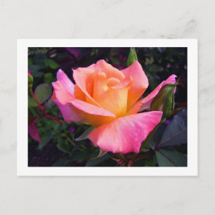 Pink Peach and Yellow Rose postcard Briefkaart
