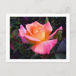 Pink Peach and Yellow Rose postcard Briefkaart