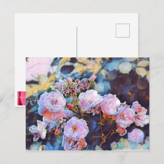 PINK PEONIES BRIEFKAART (Voorkant / Achterkant)