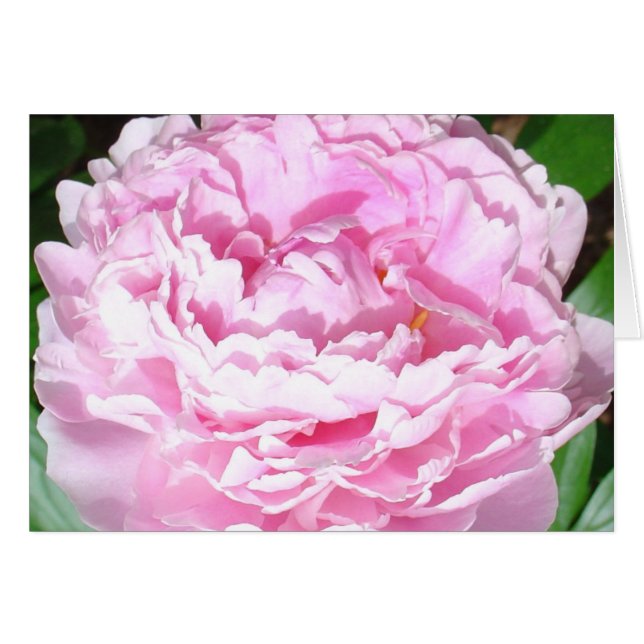 Pink Peony (Voorkant Horizontaal)