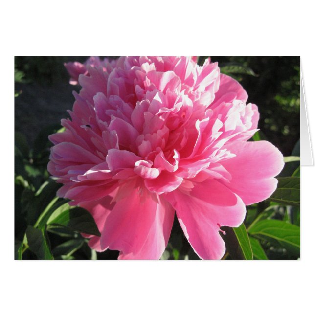 Pink Peony (Voorkant Horizontaal)
