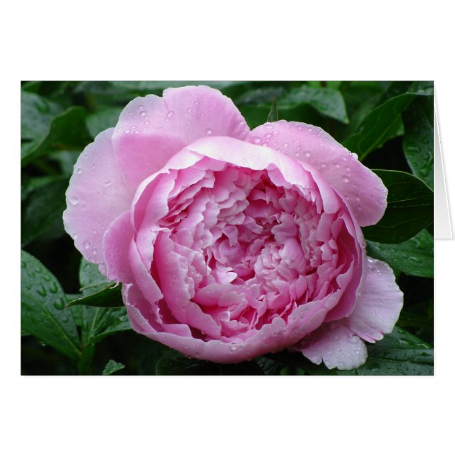 Pink Peony (Voorkant Horizontaal)
