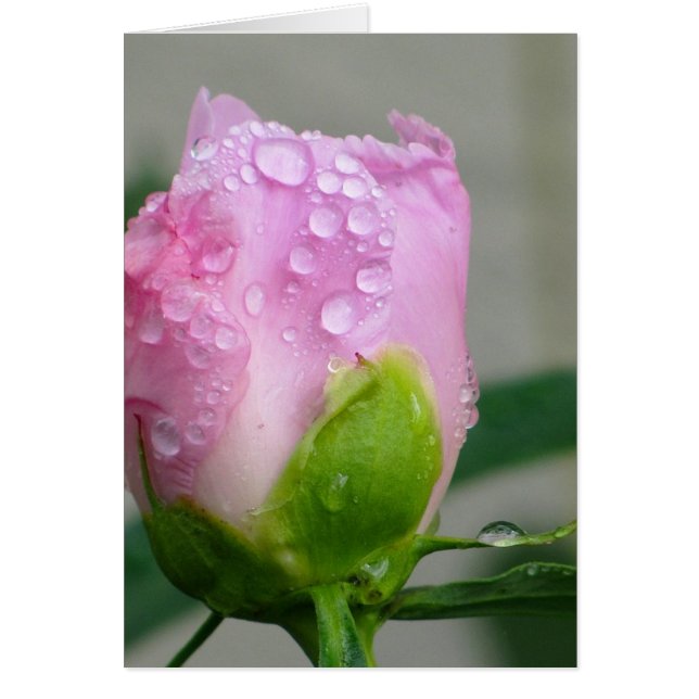 Pink Peony (Voorkant)