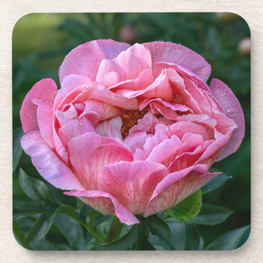 Pink Peony Bier Onderzetter (Voorkant)