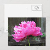 Pink Peony Bloom Briefkaart (Voorkant / Achterkant)