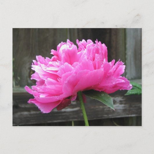 Pink Peony Bloom Briefkaart (Voorkant)