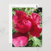 Pink Peony Bloom Briefkaart (Voorkant / Achterkant)
