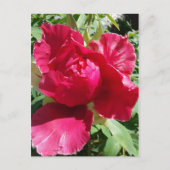 Pink Peony Bloom Briefkaart (Voorkant)
