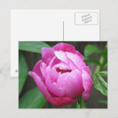 Pink Peony Bloom Briefkaart (Voorkant / Achterkant)