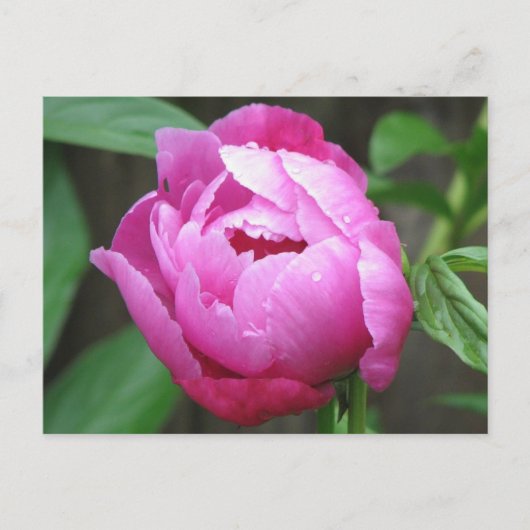 Pink Peony Bloom Briefkaart (Voorkant)