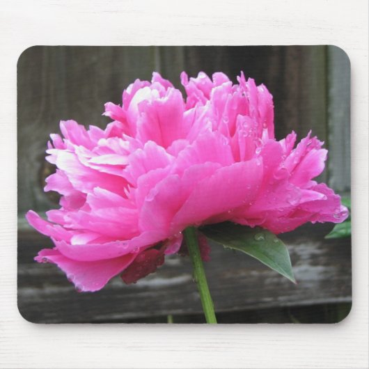 Pink Peony Bloom Muismat (Voorkant)