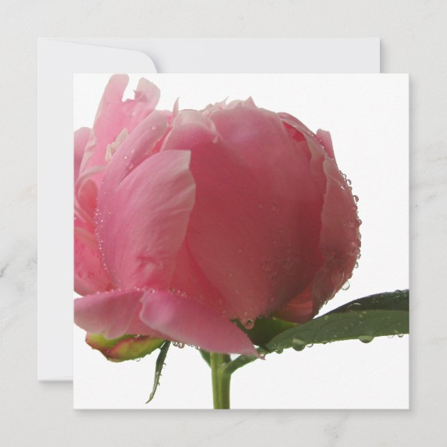 Pink Peony Blossom (Voorkant)