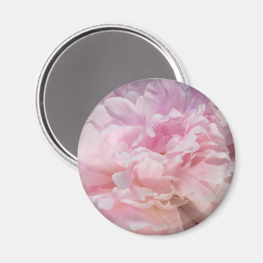 Pink Peony Blossom Magneet (Voorkant / Achterkant)