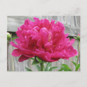 Pink Peony Briefkaart (Voorkant)