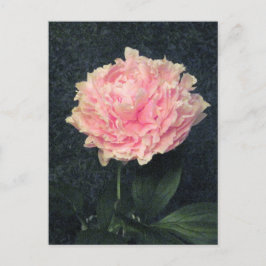 Pink Peony Briefkaart