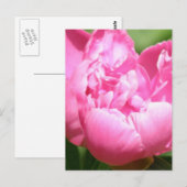Pink Peony Briefkaart (Voorkant / Achterkant)