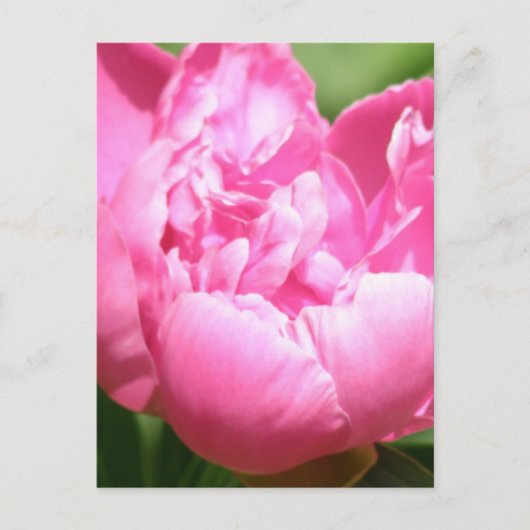 Pink Peony Briefkaart (Voorkant)