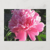 Pink Peony Briefkaart (Voorkant)
