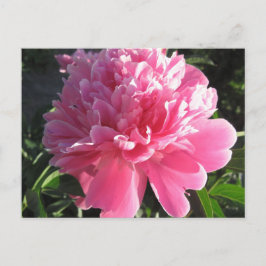 Pink Peony Briefkaart