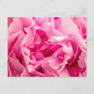 Pink Peony Briefkaart