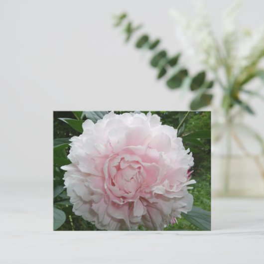 Pink Peony Briefkaart (Staand voorkant)