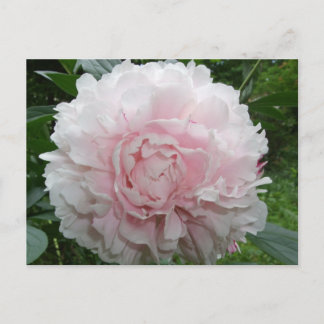Pink Peony Briefkaart