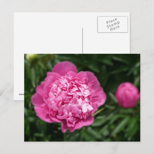 Pink Peony Briefkaart (Voorkant / Achterkant)