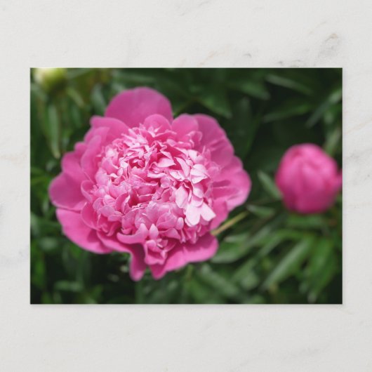 Pink Peony Briefkaart (Voorkant)