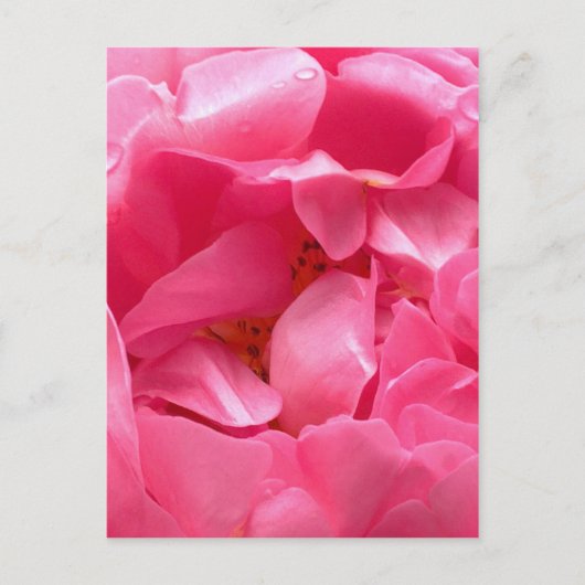 Pink Peony Briefkaart (Voorkant)
