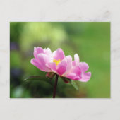 Pink Peony Briefkaart (Voorkant)