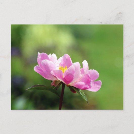  Pink Peony Briefkaart (Voorkant)