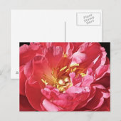 Pink Peony, Briefkaart (Voorkant / Achterkant)