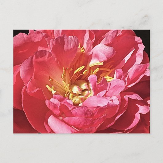 Pink Peony, Briefkaart (Voorkant)