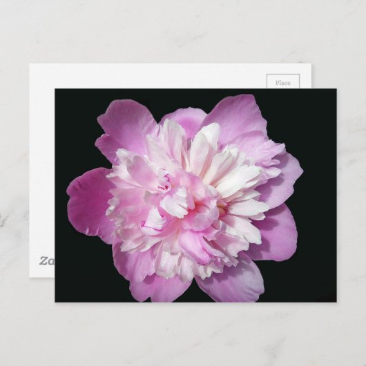 Pink Peony Briefkaart (Voorkant / Achterkant)