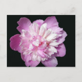 Pink Peony Briefkaart (Voorkant)
