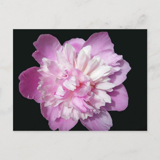 Pink Peony Briefkaart (Voorkant)