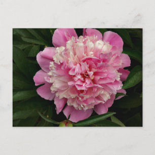Pink Peony Briefkaart