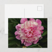 Pink Peony Briefkaart (Voorkant / Achterkant)