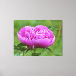 Pink Peony Canvas Afdruk