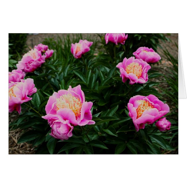 PINK PEONY CARD (Voorkant Horizontaal)