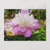 Pink Peony Easter Briefkaart (Voorkant)