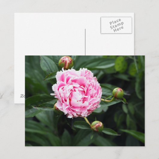  Pink Peony Floral Foto Briefkaart (Voorkant / Achterkant)