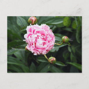 Pink Peony Floral Foto Briefkaart