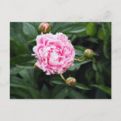  Pink Peony Floral Foto Briefkaart (Voorkant)