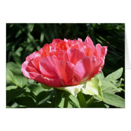 Pink Peony Flower