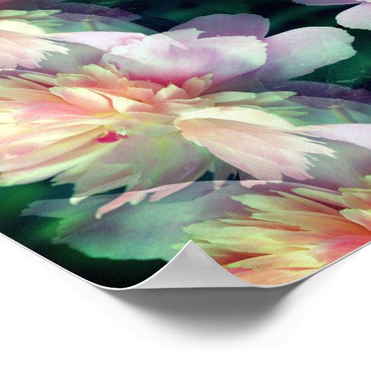Pink Peony Flower Abstract Poster (Hoek)