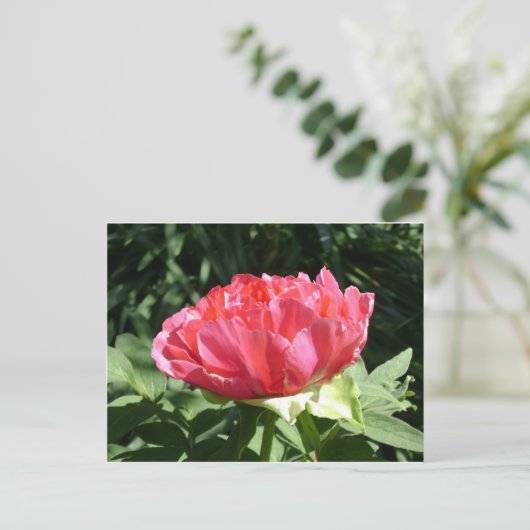 Pink Peony Flower Briefkaart (Staand voorkant)