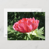 Pink Peony Flower Briefkaart (Voorkant / Achterkant)
